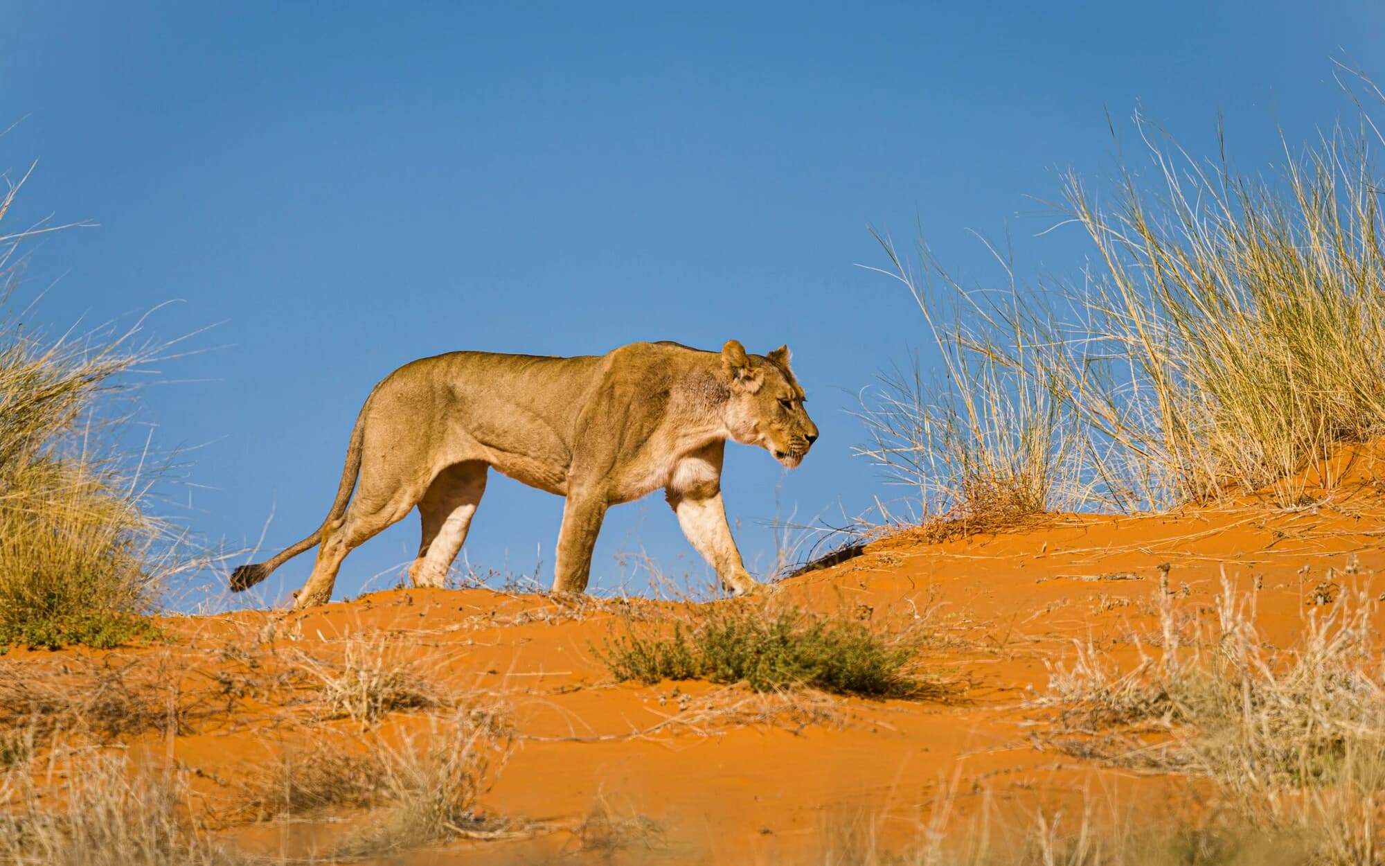 1 Day Tsavo East Safari - Safari Package