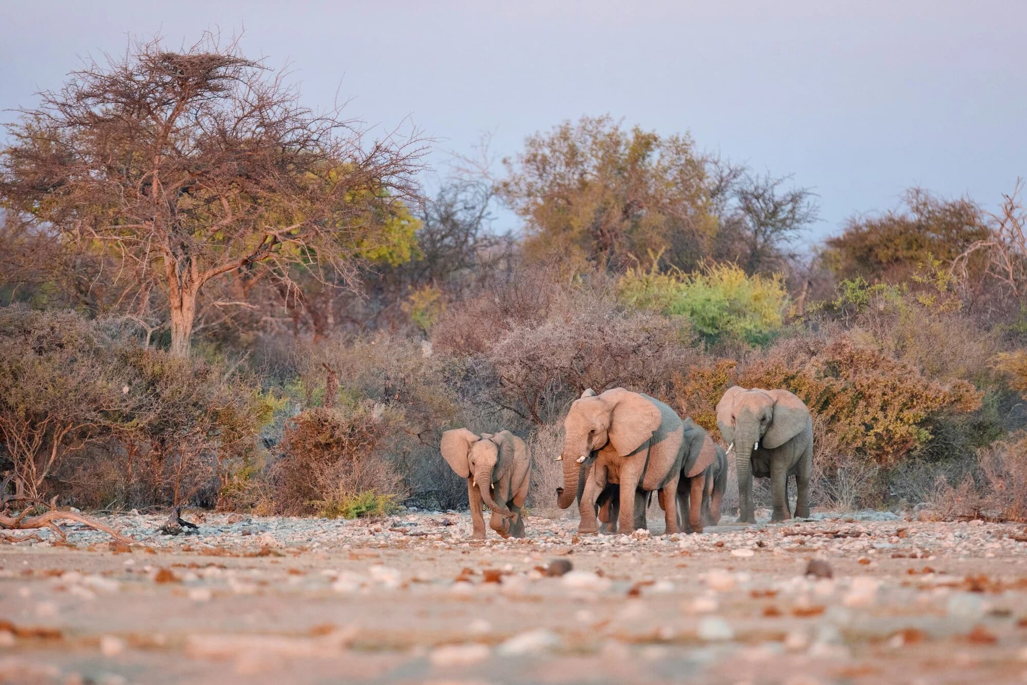 Elephants grazing with Mount Kilimanjaro in the background.