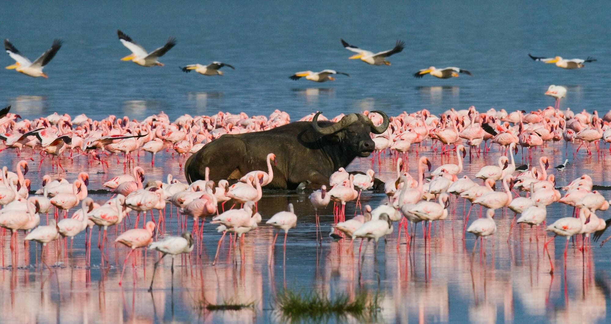 Flamingos at Lake Nakuru