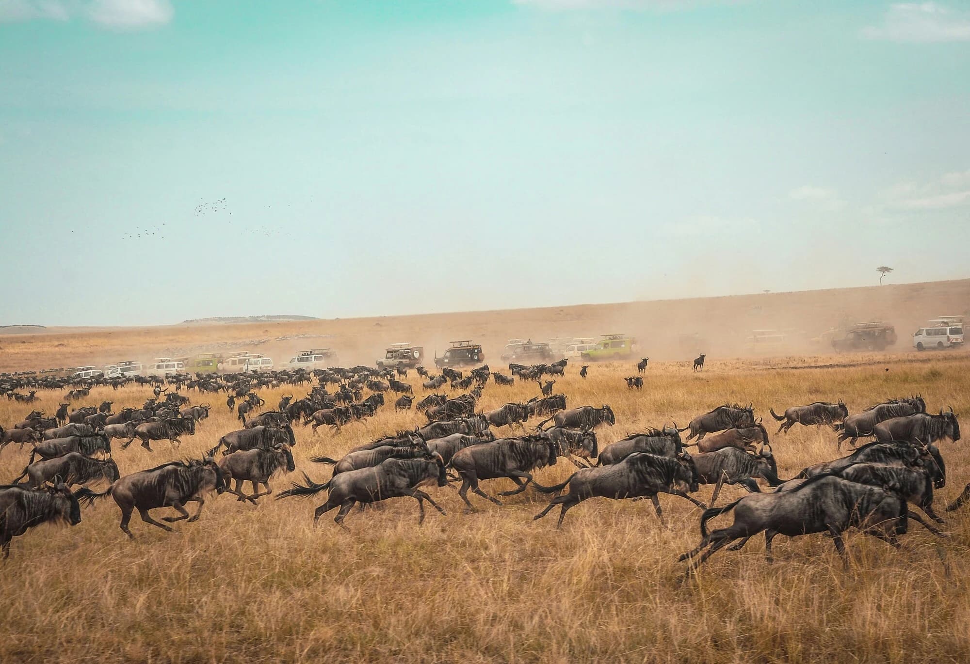 Elephants in Amboseli with Mount Kilimanjaro in the background