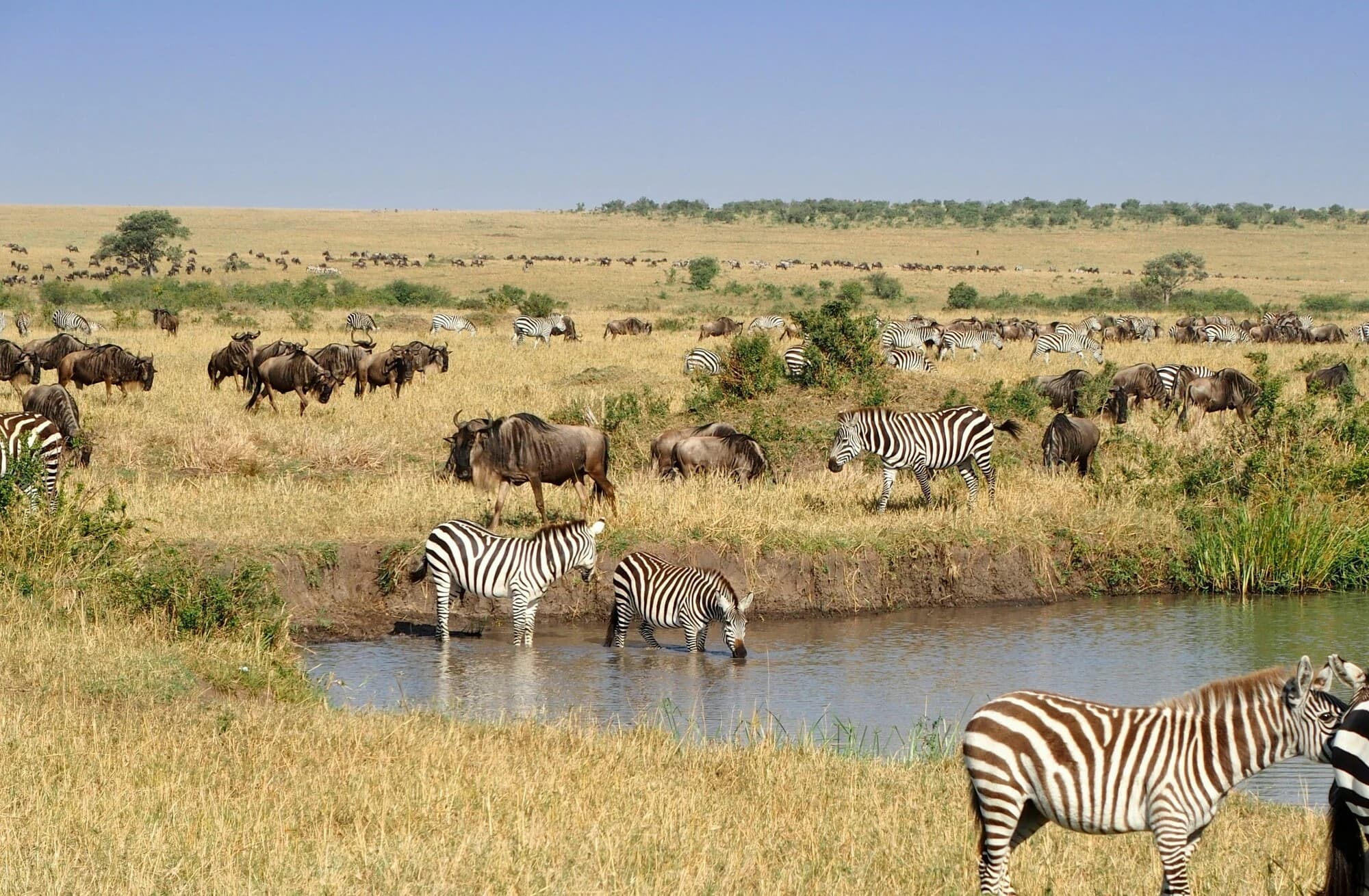 Safari jeep driving through Maasai Mara with wildlife in the background.