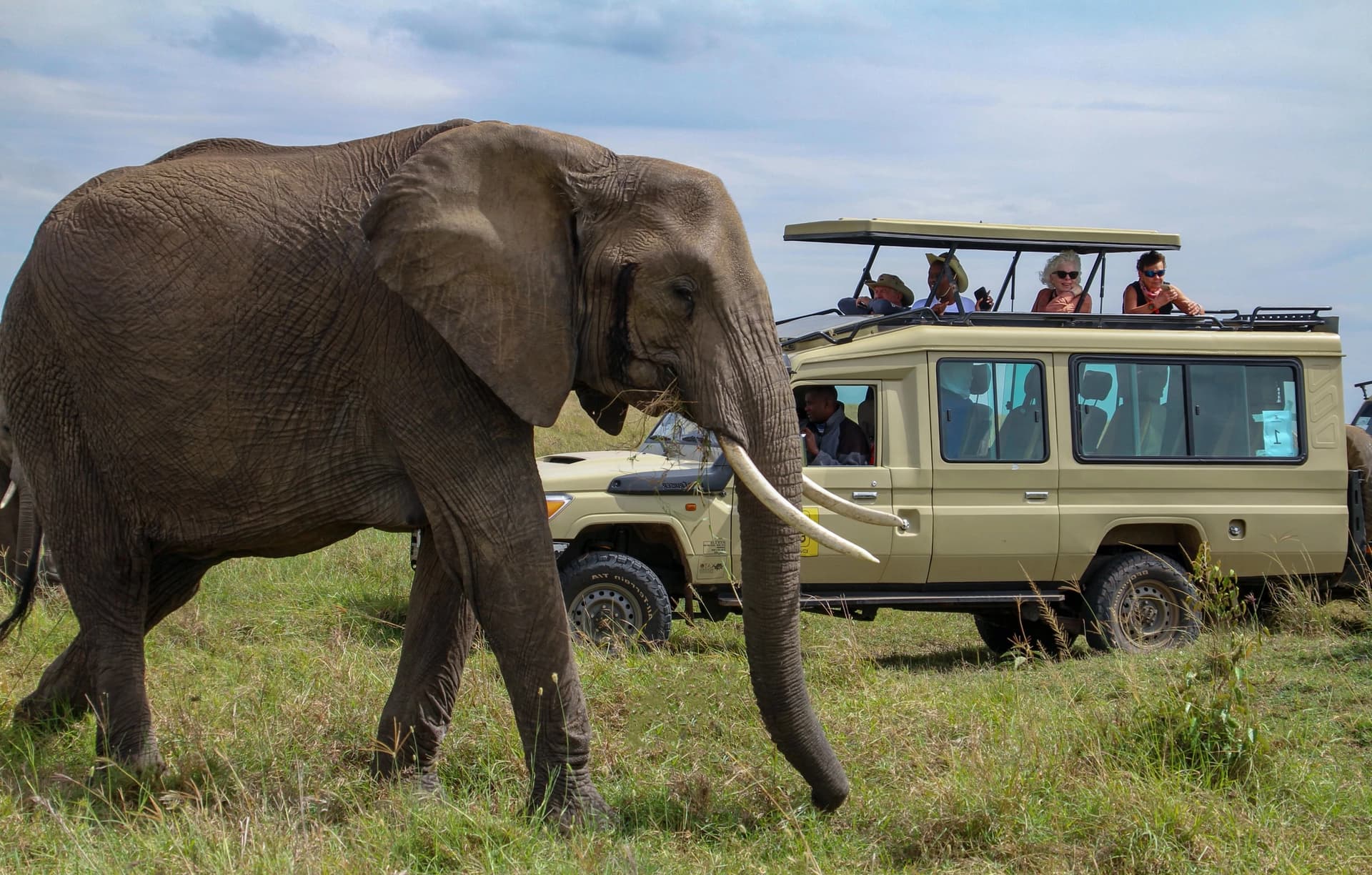Elephant on safari