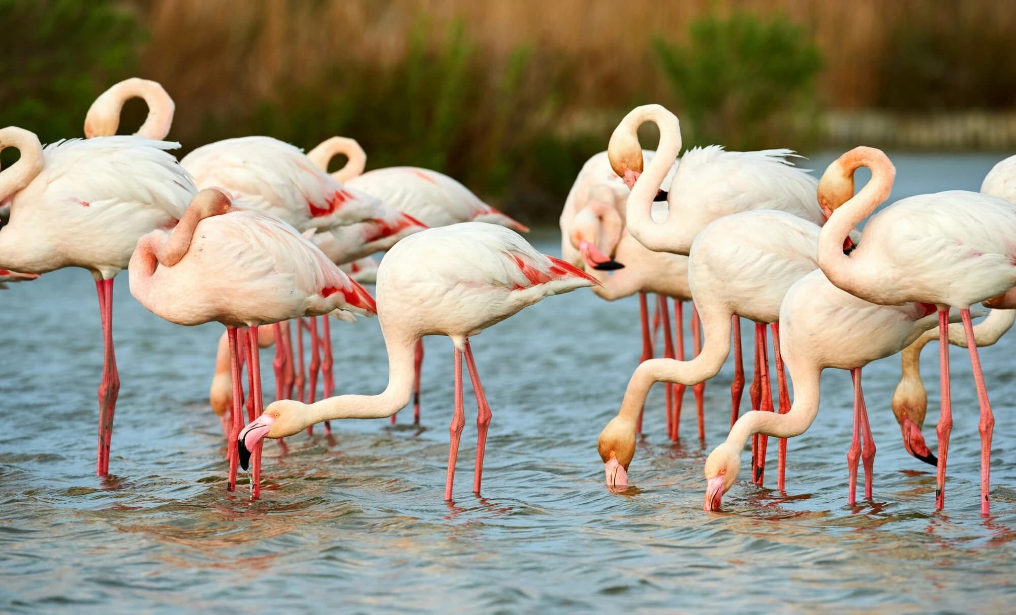 2 Days Tsavo East And Salt Lick - Safari Package