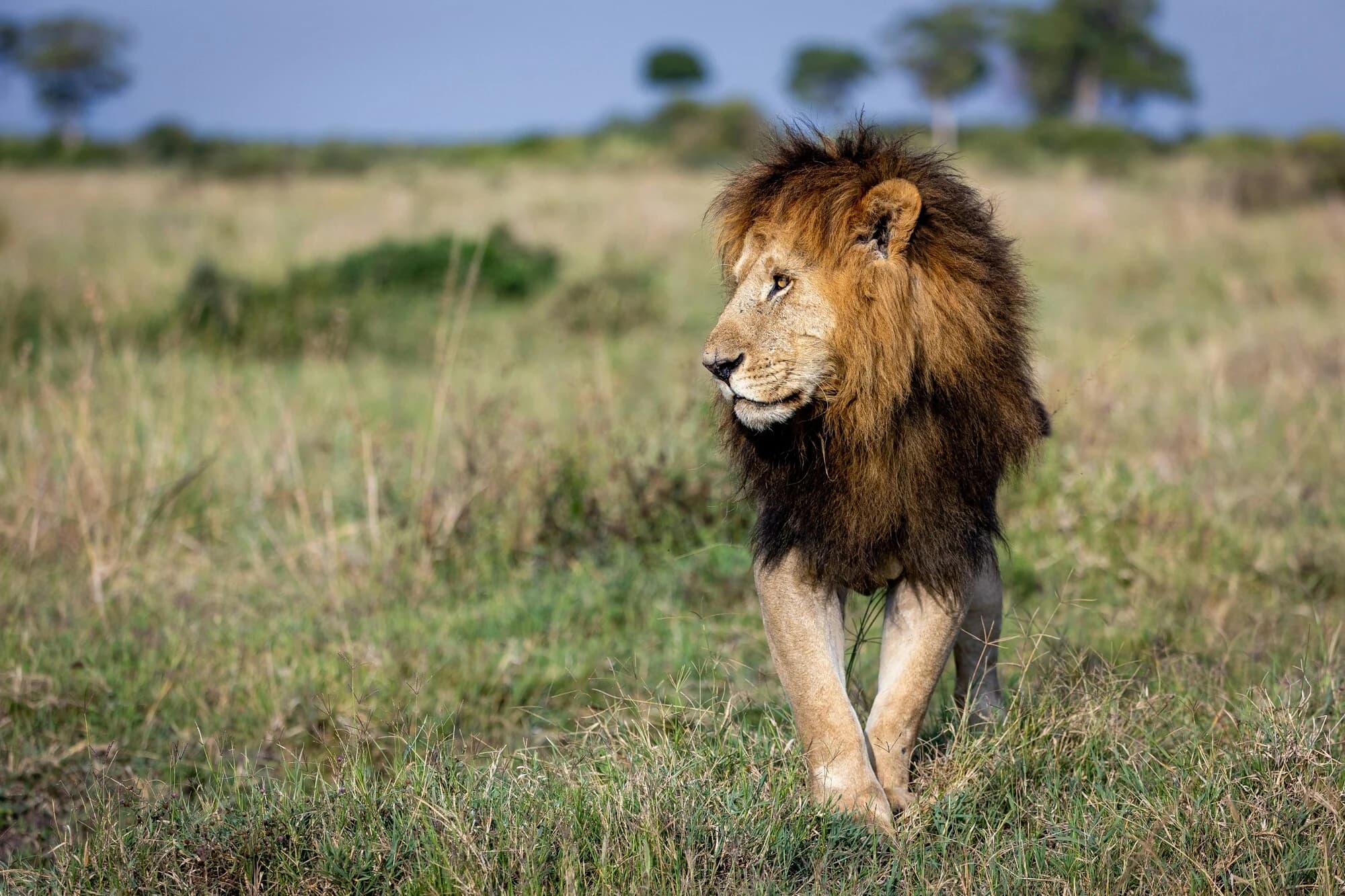 3 Days Kenya Safari, Maasai Mara - Safari Package